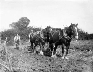 Ploughing at Bourne End, Bletsoe c1935 Image Copyright © 2002. All rights reserved.